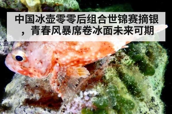 中国冰壶零零后组合世锦赛摘银，青春风暴席卷冰面未来可期